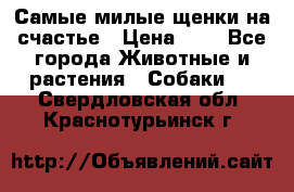 Самые милые щенки на счастье › Цена ­ 1 - Все города Животные и растения » Собаки   . Свердловская обл.,Краснотурьинск г.